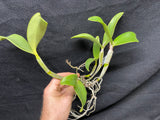C. violacea carnea `John Odom' HCC/AOS Div #1 Original Cattleya Orchid Plant