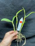 C. violacea carnea `John Odom' HCC/AOS Div #2 Original Cattleya Orchid Plant
