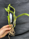 C. violacea carnea `John Odom' HCC/AOS Div #2 Original Cattleya Orchid Plant