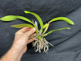 Pot. Free Spirit `Carmela' AM/AOS Div #1 Cattleya Orchid Plant