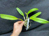 Pot. Free Spirit `Carmela' AM/AOS Div #1 Cattleya Orchid Plant