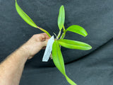 Pot. Free Spirit `Carmela' AM/AOS Div #1 Cattleya Orchid Plant