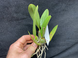 Lc. Love Knot coerulea `Orchid Alley' Div #1 Original Cattleya Orchid Plant