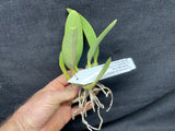 Lc. Love Knot coerulea `Orchid Alley' Div #1 Original Cattleya Orchid Plant