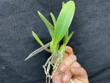 Lc. Love Knot coerulea `Orchid Alley' Div #1 Original Cattleya Orchid Plant