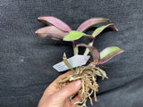 C. schilleriana `Gabriel Amaru' AM/AOS Original Select Species Cattleya Orchid Plant