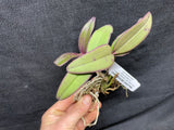 C. schilleriana `Gabriel Amaru' AM/AOS Original Select Species Cattleya Orchid Plant
