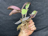 C. schilleriana `Gabriel Amaru' AM/AOS Original Select Species Cattleya Orchid Plant