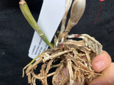 C. schilleriana `Gabriel Amaru' AM/AOS Original Select Species Cattleya Orchid Plant