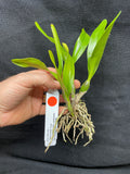 Ctna. Why Not `Yellow Kitty' Original Cattleya Orchid Plant DIV #2