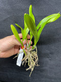 Ctna. Why Not `Yellow Kitty' Original Cattleya Orchid Plant DIV #2