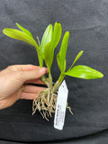 Ctna. Why Not `Yellow Kitty' Original Cattleya Orchid Plant DIV #2
