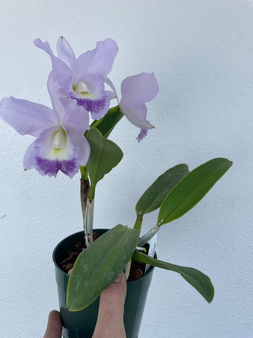 Lc. Lake Tahoe `Loretta&