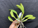 Lc. Love Knot `Sato' TRO/TOGA Div #1 Cattleya Orchid Plant