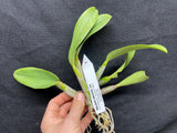 Lc. Love Knot `Sato' TRO/TOGA Div #1 Cattleya Orchid Plant