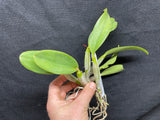 Lc. Love Knot `Sato' TRO/TOGA Div #1 Cattleya Orchid Plant
