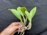 Lc. Love Knot `Sato' TRO/TOGA Div #2 Cattleya Orchid Plant
