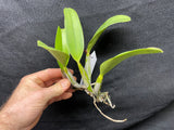 Lc. Love Knot `Sato' TRO/TOGA Div #2 Cattleya Orchid Plant