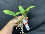 Lc. Love Knot `Sato' TRO/TOGA Div #2 Cattleya Orchid Plant