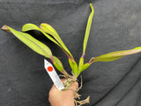 Slc. Circle of Life `Polymnia' Original Division #2 Cattleya Orchid Plant