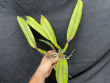 Slc. Circle of Life `Polymnia' Original Division #2 Cattleya Orchid Plant