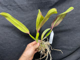 Slc. Circle of Life `Polymnia' Original Division #2 Cattleya Orchid Plant