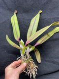 Slc. Circle of Life `Polymnia' Original Division #2 Cattleya Orchid Plant