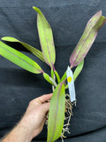 Slc. Circle of Life `Polymnia' Original Division #3 Cattleya Orchid Plant