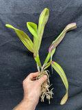 Slc. Circle of Life `Polymnia' Original Division #3 Cattleya Orchid Plant