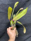 Slc. Circle of Life `Polymnia' Original Division #3 Cattleya Orchid Plant