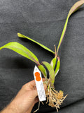 Slc. Circle of Life `Polymnia' Original Division #4 Cattleya Orchid Plant
