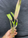 Slc. Circle of Life `Polymnia' Original Division #4 Cattleya Orchid Plant