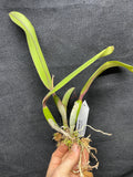 Slc. Circle of Life `Polymnia' Original Division #4 Cattleya Orchid Plant