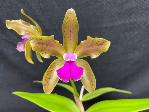 C. bicolor (measuriana x puncata) Species Cattleya Orchid PLANT #1