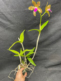 C. bicolor (measuriana x puncata) Species Cattleya Orchid PLANT #1