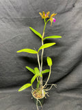 C. bicolor (measuriana x puncata) Species Cattleya Orchid PLANT #1