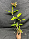 C. bicolor (measuriana x puncata) Species Cattleya Orchid PLANT #1