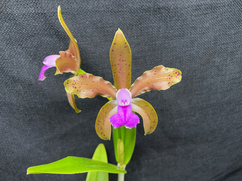 C. bicolor (measuriana x puncata) Species Cattleya Orchid PLANT #2