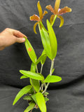 C. bicolor (measuriana x puncata) Species Cattleya Orchid PLANT #2