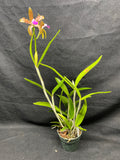 C. bicolor (measuriana x puncata) Species Cattleya Orchid PLANT #2