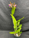 C. bicolor (measuriana x puncata) Species Cattleya Orchid PLANT #2