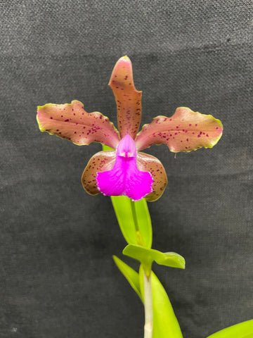 C. bicolor (measuriana x puncata) Species Cattleya Orchid PLANT #3