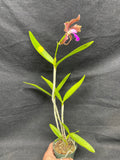 C. bicolor (measuriana x puncata) Species Cattleya Orchid PLANT #3
