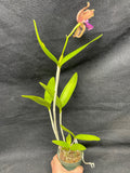 C. bicolor (measuriana x puncata) Species Cattleya Orchid PLANT #3