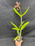 C. bicolor (measuriana x puncata) Species Cattleya Orchid PLANT #3