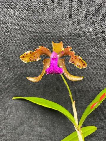 C. bicolor (measuriana x puncata) Species Cattleya Orchid PLANT #4