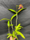 C. bicolor (measuriana x puncata) Species Cattleya Orchid PLANT #4