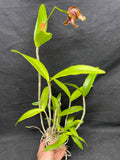 C. bicolor (measuriana x puncata) Species Cattleya Orchid PLANT #4