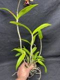 C. bicolor (measuriana x puncata) Species Cattleya Orchid PLANT #4