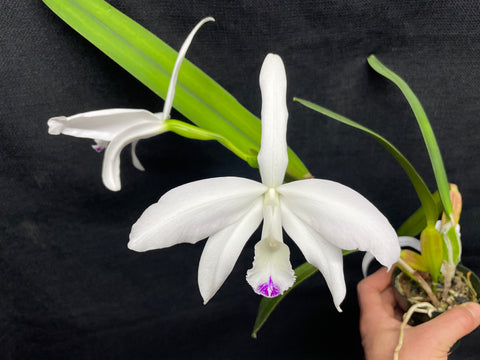 L. perinii (concolor `AWZ' x delicata `AM') Species Cattleya Orchid PLANT #1